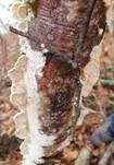 Milchweißer Eggenpilz, Foto 20