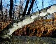 Milchweißer Eggenpilz, Foto 21