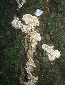 Milchweißer Eggenpilz, Foto 4