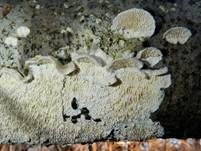 Milchweißer Eggenpilz, Foto 22