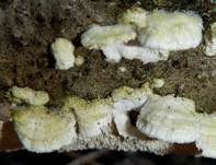 Milchweißer Eggenpilz, Foto 23