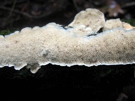 Milchweißer Eggenpilz, Foto 5
