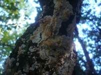Milchweißer Eggenpilz, Foto 7