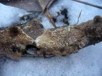 Milchweißer Eggenpilz, Foto 8