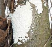 Milchweißer Eggenpilz, Foto 10