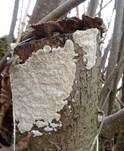 Milchweißer Eggenpilz, Foto 11