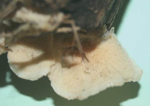 Milchweißer Saftporling, Foto 3