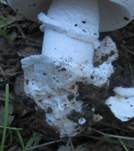 Milchweißer Wulstling, Foto 12