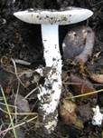 Milchweißer Wulstling, Foto 7