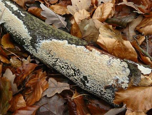 Milchweißer Zystidenrindenpilz, Foto 2