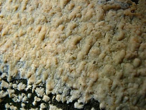 Milchweißer Zystidenrindenpilz, Foto 3