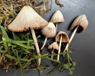 Milchweißes Samthäubchen, Foto 22