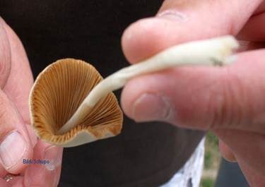 Milchweißes Samthäubchen, Foto 6