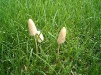Milchweißes Samthäubchen, Foto 8