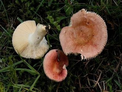 Milder Glanztäubling, Foto 2