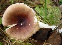 Milder Glanztäubling, Foto 14