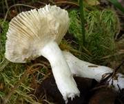 Milder Glanztäubling, Foto 18