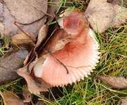 Milder Glanztäubling, Foto 19