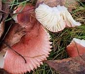 Milder Glanztäubling, Foto 21