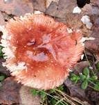 Milder Glanztäubling, Foto 22