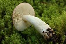Milder Glanztäubling, Foto 6