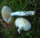 Milder Glanztäubling, Foto 11