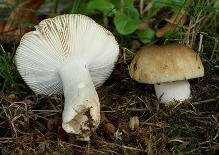 Milder Kammtäubling, Foto 3