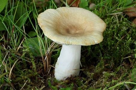 Milder Kammtäubling, Foto 4