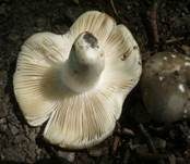 Milder Kammtäubling, Foto 8