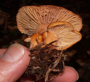 Milder Milchling, Foto 3
