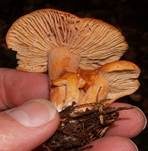 Milder Milchling, Foto 13