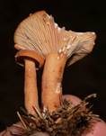 Milder Milchling, Foto 14
