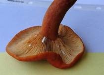 Milder Milchling, Foto 16