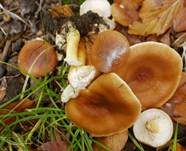 Milder Milchling, Foto 20