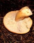 Milder Milchling, Foto 21