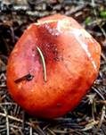 Milder Milchling, Foto 22