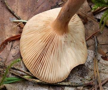 Milder Schwefelmilchling, Foto 3