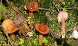 Milder Schwefelmilchling, Foto 13
