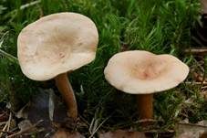 Milder Schwefelmilchling, Foto 14