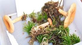 Milder Schwefelmilchling, Foto 16
