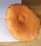 Milder Schwefelmilchling, Foto 17