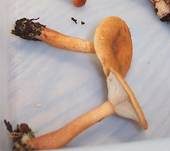 Milder Schwefelmilchling, Foto 6