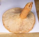 Milder Schwefelmilchling, Foto 7