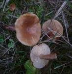 Milder Schwefelmilchling, Foto 11
