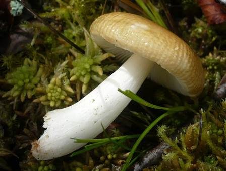 Milder Torfmoostäubling, Foto 2