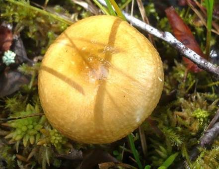 Milder Torfmoostäubling, Foto 3