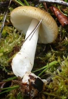 Milder Torfmoostäubling, Foto 5