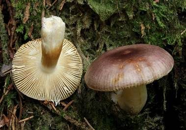 Milder Wachstäubling, Foto 2