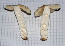 Milder Wachstäubling, Foto 12