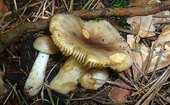 Milder Wachstäubling, Foto 13